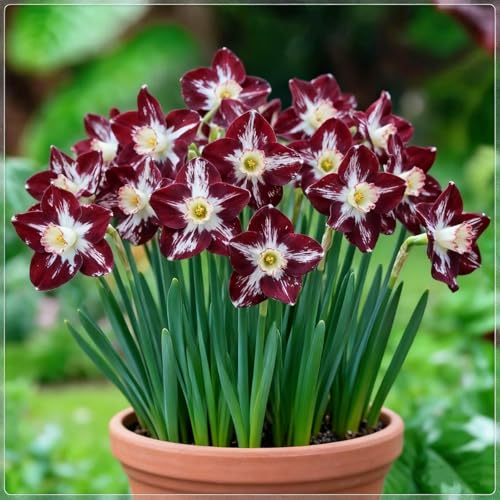 Winterharte Narzissenzwiebeln-Mehrjährig blühende Rhizome-Lange Blütezeit-Herbstpflanzung-Duftende Blüten-i-8 rhizome von BNSOIDE