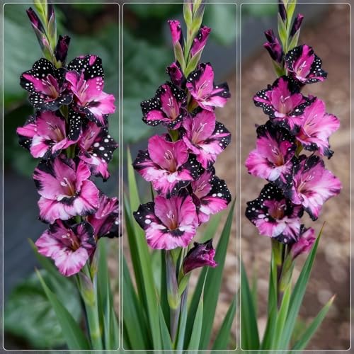 Winterharte mehrjährige Gladiolenzwiebeln, Blühende Rhizome, Gladiolenpflanze, Geeignet für die Balkonbepflanzung im Freien-3 Rhizome-f Winterharte mehrjährige Gladiolenzwiebeln, Blühende Rhizome, Gladiolenpflanze, Geeignet für die Balkonbepflanzung im Freien-3 Rhizome-f von BNSOIDE