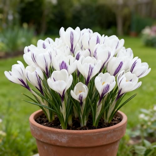 Winterharte mehrjährige Krokuszwiebeln, Blühende Rhizome, Schnelles Wachstum, Lang anhaltende Blüte, Einfache Wartung-15 Rhizome-F von BNSOIDE