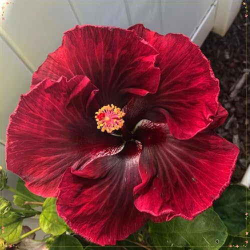 Winterharter Hibiskus, Winterharte Hibiskuspflanzen, Hibiskus Rhizom, Blühendes Rhizom, Mehrjährige Gartenpflanzen-4 Rhizome-b von BNSOIDE