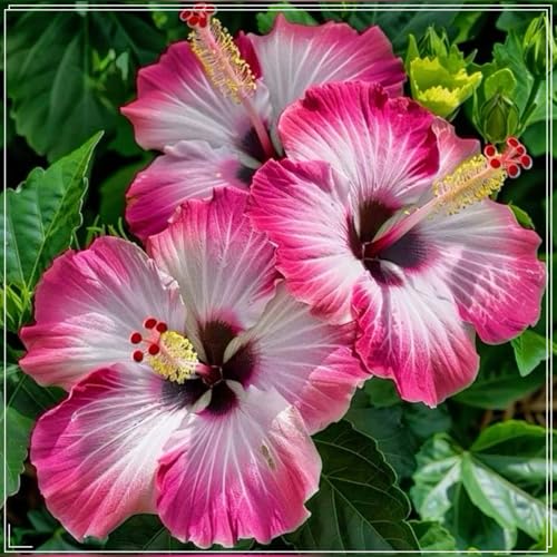 Winterharter Hibiskus, Winterharte Hibiskuspflanzen, Hibiskus Rhizom, Blühendes Rhizom, Mehrjährige Gartenpflanzen-5 Rhizome-c von BNSOIDE