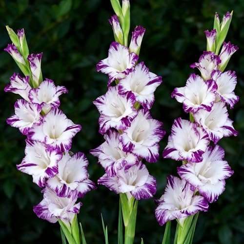 Winterhartes Gladiolen-Rhizom, Mehrjähriges blühendes Rhizom, Geeignet für die Bepflanzung im Freien, Hervorragende Präsentation-15 Rhizome-b von BNSOIDE