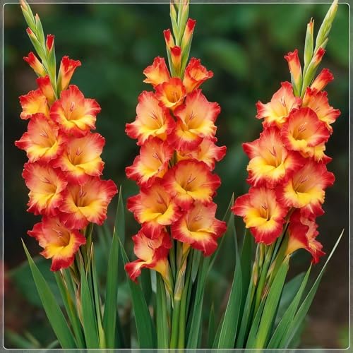 Winterhartes Gladiolen-Rhizom, Mehrjähriges blühendes Rhizom, Geeignet für die Bepflanzung im Freien, Hervorragende Präsentation-5 Rhizome-f Winterhartes Gladiolen-Rhizom, Mehrjähriges blühendes Rhizom, Geeignet für die Bepflanzung im Freien, Hervorragende Präsentation-5 Rhizome-f von BNSOIDE