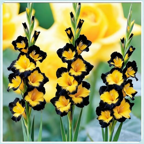 Winterhartes Gladiolen-Rhizom, Mehrjähriges blühendes Rhizom, Geeignet für die Bepflanzung im Freien, Hervorragende Präsentation-5 Rhizome-j von BNSOIDE