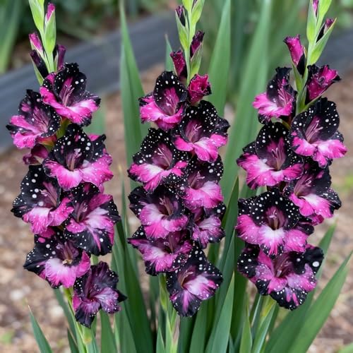 Winterhartes Gladiolen Rhizom-Mehrjähriges blühendes Rhizom-Geeignet für die Bepflanzung im Freien-Hervorragende Präsentation-3 Rhizome-d von BNSOIDE