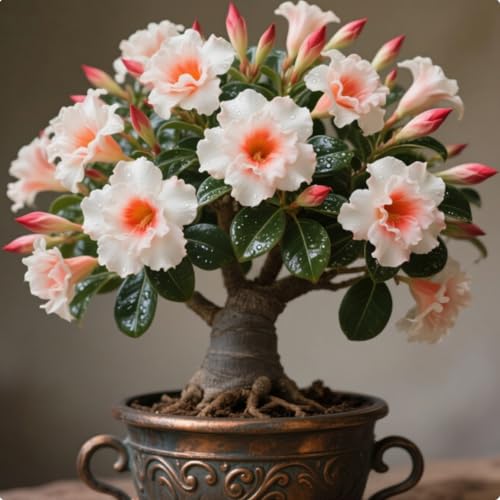 Wüstenrose, Wüstenrosen-Rhizom, Sukkulente, Winterhart hochwertiger Gartenblumenstecker-2 Rhizome-C Wüstenrose, Wüstenrosen-Rhizom, Sukkulente, Winterhart hochwertiger Gartenblumenstecker-2 Rhizome-C von BNSOIDE