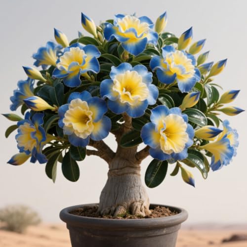 Wüstenrose, Wüstenrosen-Rhizom, Sukkulente, Winterhart hochwertiger Gartenblumenstecker-3 Rhizome-B Wüstenrose, Wüstenrosen-Rhizom, Sukkulente, Winterhart hochwertiger Gartenblumenstecker-3 Rhizome-B von BNSOIDE