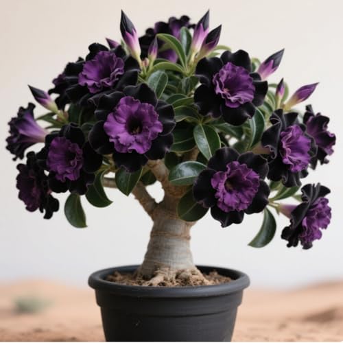 Wüstenrose, winterhartes Wüstenrosen-Rhizom, Adenium,Gartenpflanzung, wächst gut in Behältern, einfache schöne Staude-2 Rhizome-A Wüstenrose, winterhartes Wüstenrosen-Rhizom, Adenium,Gartenpflanzung, wächst gut in Behältern, einfache schöne Staude-2 Rhizome-A von BNSOIDE