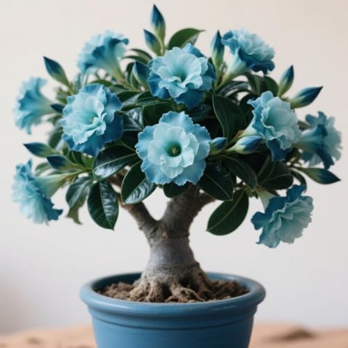 Wüstenrose, winterhartes Wüstenrosen-Rhizom, Adenium,Gartenpflanzung, wächst gut in Behältern, einfache schöne Staude-4 Rhizome-B Wüstenrose, winterhartes Wüstenrosen-Rhizom, Adenium,Gartenpflanzung, wächst gut in Behältern, einfache schöne Staude-4 Rhizome-B von BNSOIDE