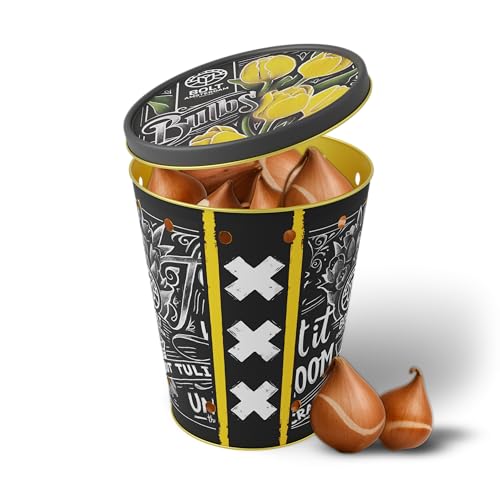 15x Tulpenzwiebeln YELLOW PUNK Eimer – Gelbe Tulpen – Neue Ernte – Holländische Premium Qualität aus eigener Gärtnerei – wiederverwendbarer Metalldose Eimer – BOLT Amsterdam (1 Pack) von BOLT AMSTERDAM SINCE 1936