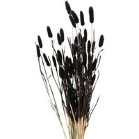 Boltze Gruppe - Deko-Zweige für Vase, getrocknet, 70 cm von BOLTZE GRUPPE