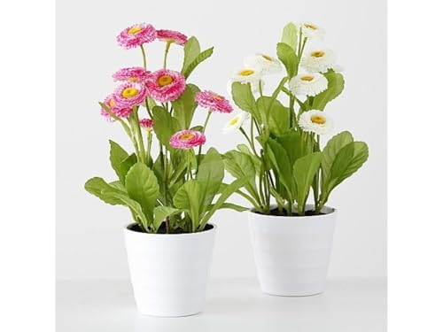 BOLTZE 1012082 Topfpflanze Bellis H 30 cm Sortiert (1 Stück) von BOLTZE