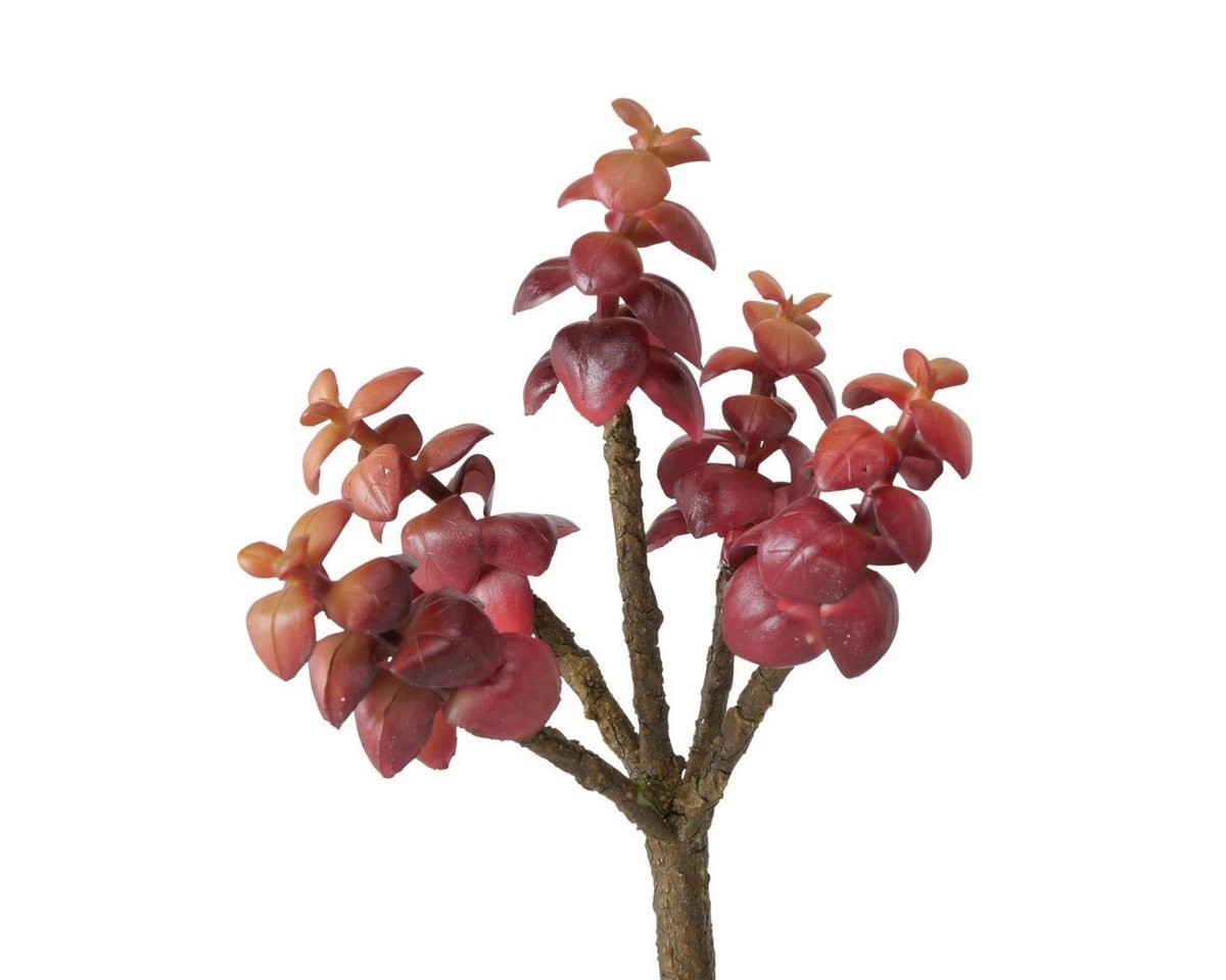 Kunstpflanze Stielblume Sukkulente 1 Stück, BOLTZE, Höhe 0 cm von BOLTZE