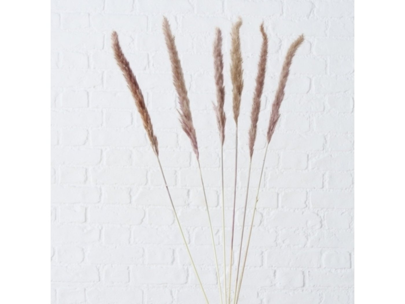 Kunstzweig Dekozweig Pampasgrass natur 6tlg., BOLTZE, Höhe 0 cm von BOLTZE