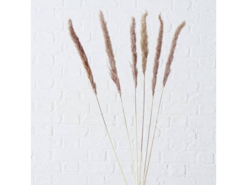 Kunstzweig Dekozweig Pampasgrass natur 6tlg., BOLTZE, Höhe 0 cm von BOLTZE