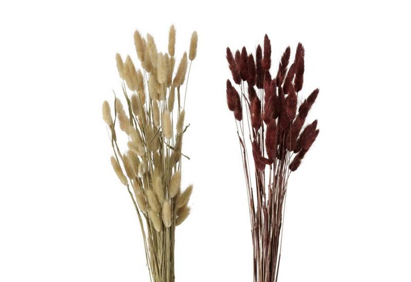 Kunstzweig Dekozweig Samtgras, 1 Stück, Beige oder Braun, 2016909, BOLTZE von BOLTZE