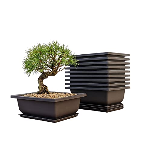 Bonsai-Trainingstöpfe, Feuchtigkeitsschalen – integriertes Netz, 15,2 cm große Pflanzgefäße + aus robustem, bruchsicherem Polyresin, 9er-Pack Topf-Set Bonsai-Trainingstöpfe, Feuchtigkeitsschalen – integriertes Netz, 15,2 cm große Pflanzgefäße + aus robustem, bruchsicherem Polyresin, 9er-Pack Topf-Set von BONSAIOUTLET