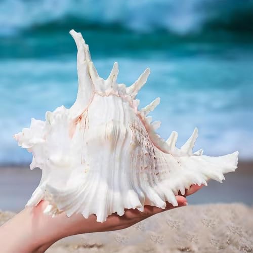 Natürliche Muscheln, Natur Muscheln, Jakobsmuscheln, Große Natürliche Muscheln, Große Muscheln Zum Basteln, Deko Muscheln,16–18 cm Groß Muscheln Zum Dekoriere (16-18CM) von BORDEAG