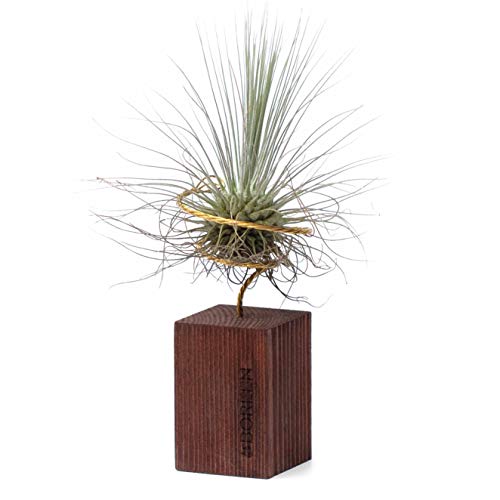 BOREEN - Luftpflanzen Tillandsia FUS mit dekorativer Schreibtischhalterung (Holzleisten mit 5 cm Höhe Teakholz) von BOREEN