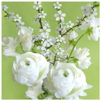 Braun & Company Servietten Motiv Green Spring 33 x 33 cm - 20er Pack Partydekoration von BRAUN & COMPANY