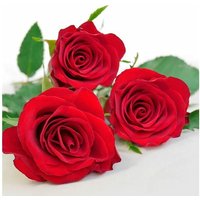 Braun & Company Servietten Motiv rot 33 x 33 cm - 20er Pack Partydekoration von BRAUN & COMPANY