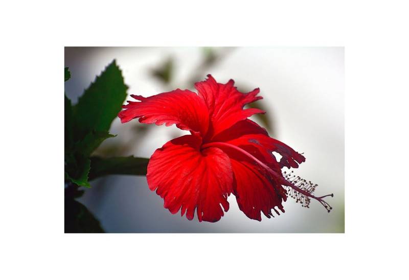 BRICOFLOR Vinyltapete, Holzstruktur, (1 St), Photomural von BRICOFLOR