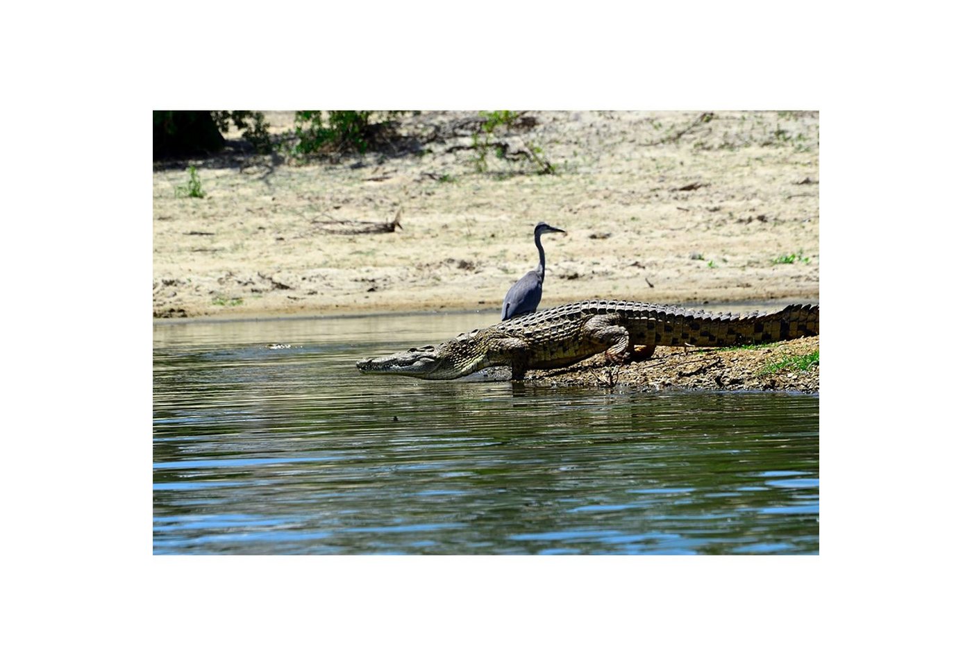 BRICOFLOR Vinyltapete, Holzstruktur, (1 St), Photomural von BRICOFLOR