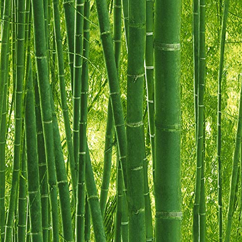 Bambus Tapete in Grün | Wellness Tapete ideal für Schlafzimmer und Wohnzimmer | Grüne Papiertapete mit Pflanzen Design von BRICOFLOR
