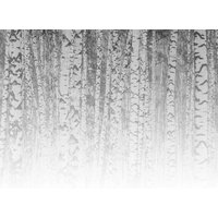 Fototapete | Birch Forest Birkenwald Birken Bäume & Wald Floral Natur Schlafzimmer-, Wohnzimmer-, Flurtapete 3, 50 M X 2, 55 von BRICOFLOR