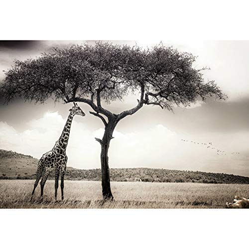 Fototapete mit Tier Motiv in Schwarz Weiß | Vlies Fototapete mit Giraffe und Baum in Afrika Landschaft | Safari Tapete in 3D Optik für Wohnzimmer von BRICOFLOR