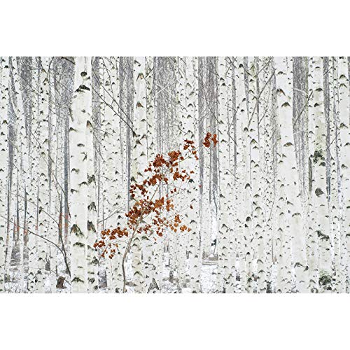 Weiße Fototapete mit Birkenwald | Vlies Fototapete mit Winterlandschaft für Flur und Schlafzimmer | Birken Tapete in 3D Optik von BRICOFLOR