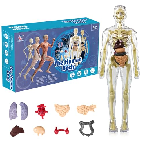 BRISKORE 3d Human Body Torso Model for Kid, Anatomie Modell Menschlichen Körper, Anatomy Model Skeleton, Teaching Model Human Body,Menschliche Skelton Modell,Vorschule Ausbildung für Kinder von BRISKORE