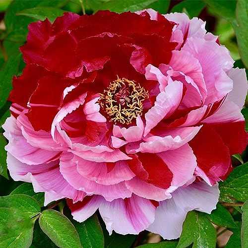 1 Pcs pfingstrosen zwiebeln, pfingstrosen knollen bonsai topf blumenwiese topfpflanzen (Paeonia suffruticosa) flower mittagsblume winterhart blumenzwiebeln mehrjährig winterhart deko von BRKENT