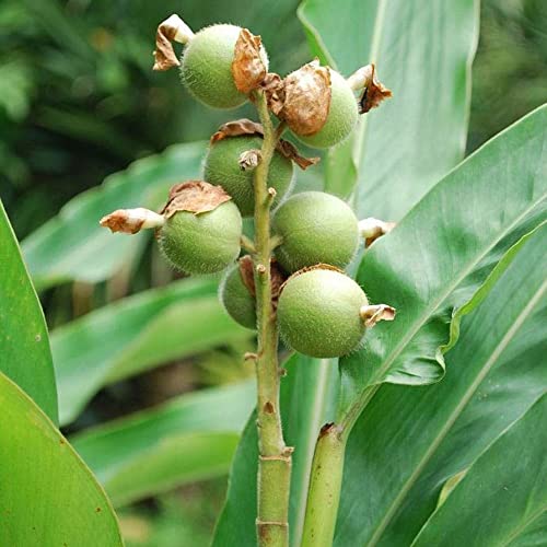 100 Cardamom samen blumenwiese samen mehrjährig winterhart samen zimmerpflanzen blumendeko kletterpflanzen winterhart schnellwachsend bodendecker winterhart mehrjährig von BRKENT