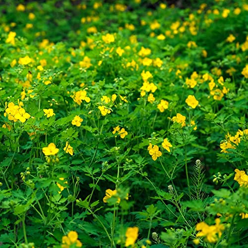 100 Celandine samen Schöllkraut Chelidonium gemüse pflanzen gartenpflanzen winterhart kräutergarten küche indoor kräutergarten winterharte pflanzen für garten von BRKENT