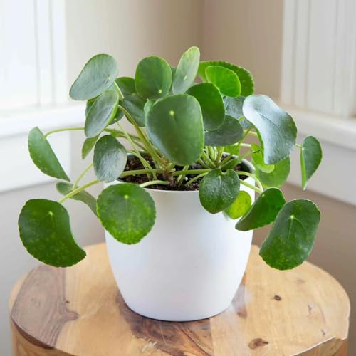 100 Pcs Pilea Peperomioides Samen, Pflanzen Deko, Winterharte Pflanzen Für Den Garten Zimmerpflanzen Bonsai Samen, Winterharte Kübelpflanzen,Exotische Pflanzen Winterhart Deko Wohnzimmer von BRKENT