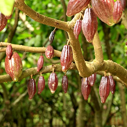 100 kakaobaum samen Cacao winterfeste pflanzen für balkon minigarten kletterpflanzen winterhart schnellwachsend winterfeste pflanzen für balkon baumsamen von BRKENT