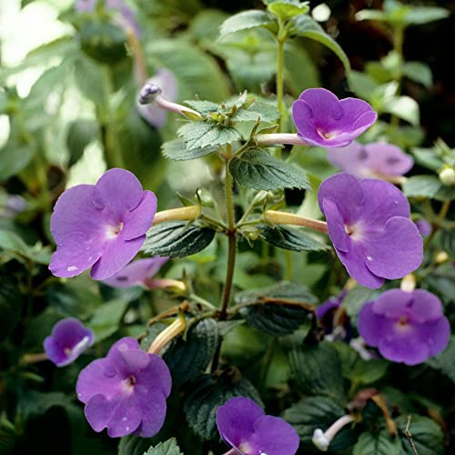 150 Achimenes samen balkonpflanzen winterhart mehrjährig wildblumensamen mehrjährig winterhart blumensamen mischung blumen samen steingartenpflanzen winterhart von BRKENT