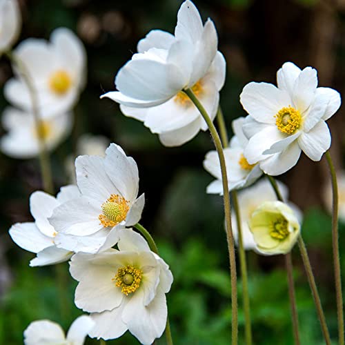 150 Anemone Samen Blumen Balkon Geschenke FüR Gartenfreunde Blumensamen MehrjäHrig Winterhart Gastgeschenk Blumensamen Alte Sorten Saatgut Bodendecker Gartendeko FüR DraußEn Hochbeet Samen von BRKENT