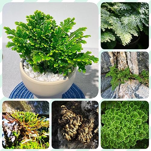 2 Rose Von Jericho Zwiebeln Gartenpflanzen Winterhart Mehrjährig Hydrokultur Pflanzen (Selaginella Tamariscina) Winterlinge Zwiebeln Winterhart Mehrjährig Zimmerpflanzen Zierlauch Zwiebeln von BRKENT