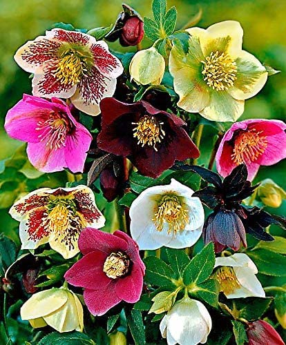 20 Helleborus samen pflanzen für sonnige plätze blumensamen geschenk sommerblumen samen hochbeet samen gartenpflanzen winterhart mehrjährig von BRKENT