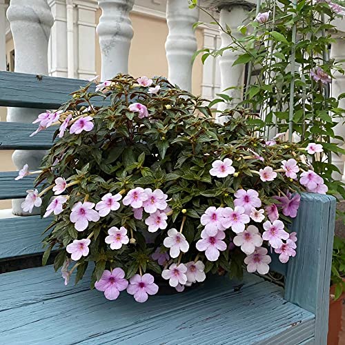 200 Achimenes samen kletterpflanzen winterhart schnellwachsend blume wiesenblumen samen mehrjährig winterhart exotische pflanzen garten pflanzen winterharte von BRKENT