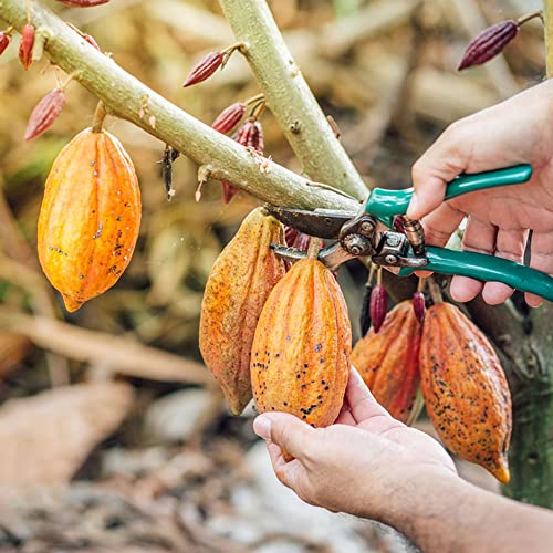 200 kakaobaum samen Cacao bäume garten winterhart winterfeste pflanzen für balkon balkonpflanzen winterhart mehrjährig geschenke für den garten samen geschenk von BRKENT