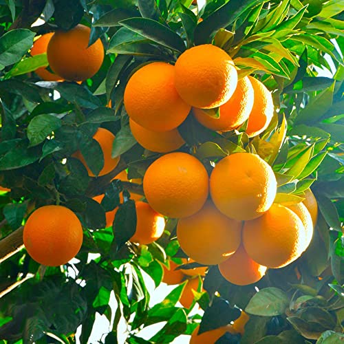 200 orangenbaum samen Mandarine pflanzen anzucht zimmerpflanzen samen balkonpflanzen winterhart bonsaibaum obst samen säulenobstbäume von BRKENT