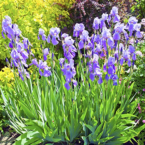 3 Stück Lila Erbstück Schwertlilie Zwiebeln Blumen mit Blütenblättern wie Schmetterling Geeignet zum Pflanzen in jedem Garten Bringen Sie schöne Farbe in Ihr Wohnumfeld von BRKENT