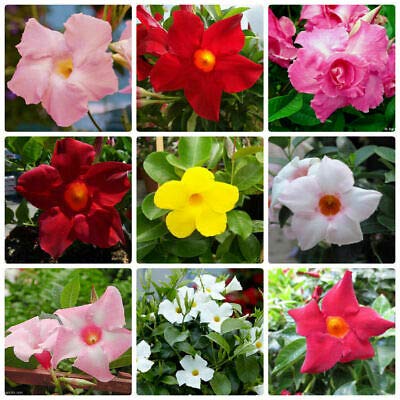 30 Dipladenia sanderi samen blumen balkon bodendecker winterhart mehrjährig samen garden gartengeschenke balkonpflanzen winterhart mehrjährig von BRKENT