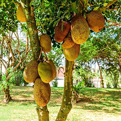 30 Jackfruit Samen säulenobstbäume pflanzen züchten obstbäume samen zimmerpflanzen bonsaibaum garten geschenke obstbäume kaufen echte pflanzen für drinnen obst frisch geschenke für gärtner von BRKENT