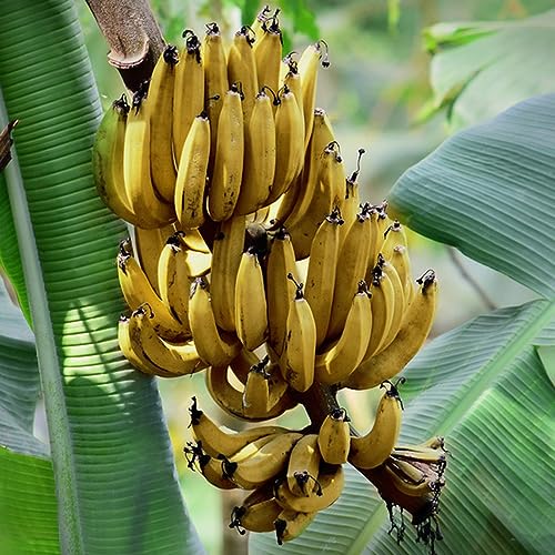 30 Pcs Bananensamen Winterhart - Gewächshaus Balkon Zimmerpflanzen Bananenbaum - Bananen Samen - Exotische Früchte Dekopflanzen Obstbaum Pflanztöpfe Früchte Geschenke Für Gartenliebhaber von BRKENT