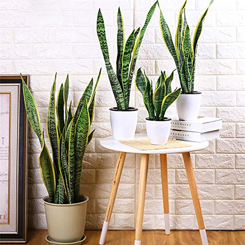 30 Sansevieria samen hängepflanzen zimmer gartenarbeit geschenk sansevieria pflanze samen zimmerpflanzen bodendecker winterhart von BRKENT