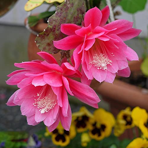 300 Epiphyllum samen herbst deko bodendecker samen winterhart pflanzen garten blumenwiese mehrjährig winterhart blumensamen blumenwiese samen von BRKENT